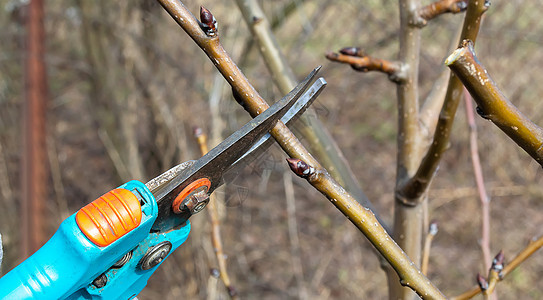 种植一棵果树  在春天切除树枝季节修枝工具工作园丁园艺果园枝条农民农业图片