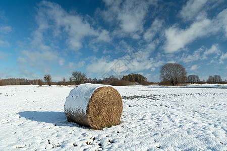 在雪覆盖的草原上海白 冬天阳光明媚图片