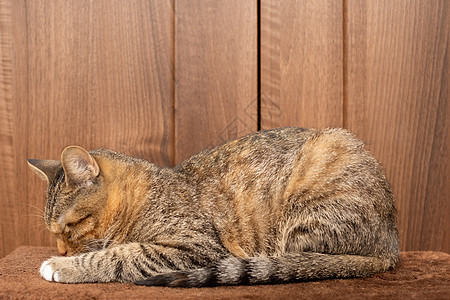 一只小猫用伸展的爪子睡在毯子上 它闭着眼睛和耳朵 笑声哺乳动物寝具幸福花斑宠物鼻子宏观动物橙子奶油图片