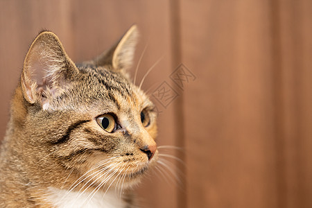 科西卡从上面看着房间 猫有睁开的眼睛和大耳的听觉 笑声 掌声背景毛皮橙子猫眼短发宏观哺乳动物棕色耳朵宠物图片