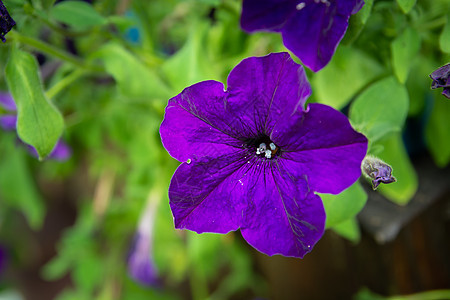 紫花朵近身和绿底绿色图片