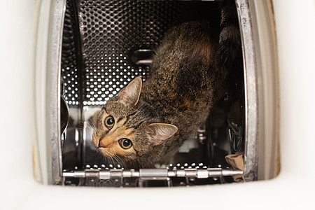 猫坐在洗衣机里 直直向镜头看 从上面查看 猫有竖起耳朵和伸长的胡须 掌声宏观眼睛动物橙子短发器具小猫咪毛皮棕褐色奶油图片