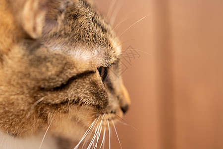 猫头部的侧面很近 正朝前看 科西卡从上面看着房间 猫有睁开的眼睛和大耳朵图片