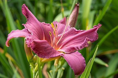 白日百合 赫梅罗卡迪斯植物环境花瓣花园花坛季节灌木百合植物群园艺图片