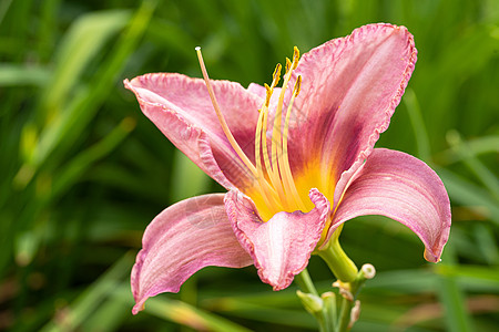 白日百合 赫梅罗卡迪斯花头植被百合花艺花坛季节花园生长植物群风景图片