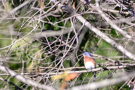Tickell的蓝苍蝇捕鸟鸟白色森林荒野蓝尾青龙蓝色动物鸟类侧翼动物群图片