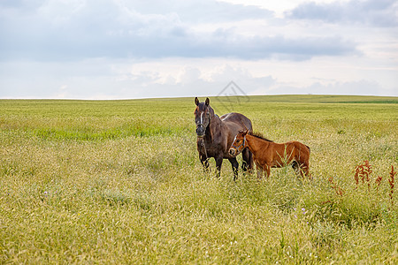 马母马和她的美丽的公牛 在田地上图片