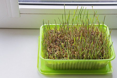 种子生长用于在窗台上喂养动物的草盘背景