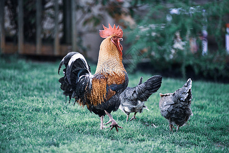 后院伸展时的彩色大公鸡高卢语动物群家禽动物农场母鸡小鸡食物红色羽毛图片