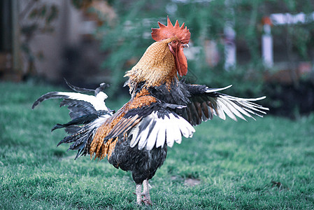 后院伸展时的彩色大公鸡羽毛场地农场鸟类高卢语动物群母鸡小鸡家禽动物图片