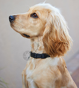 狗会说话 但只对那些懂得倾听的人说话 一只可爱的可卡犬小狗坐在外面的肖像照片图片