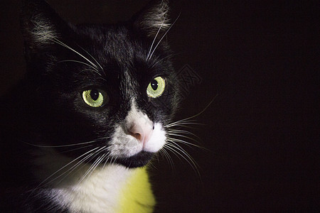 粉红鼻子黑白猫的肖像猫科动物头发白色黑色猫咪宠物动物毛皮小猫胡须图片