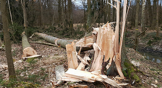 折断树水平公园飓风木头天气树干损害风暴棕色绿色图片