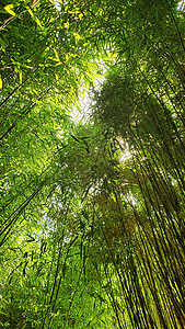 竹木林丛林叶子森林绿色热带异国公园环境树林树梢图片