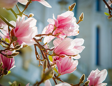 春末特写时的木兰花 春天 开花植物的概念图片