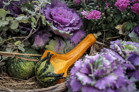 有机紫色黄铜卷心菜 装饰农场摊位蔬菜芸苔绿色植物园艺植物群植物学季节食物叶子图片