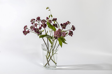 粉红色Astrantia和野生草药用透明花瓶在白色背景上图片