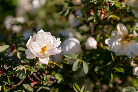 白色美丽盛开的野玫瑰丛 狗玫瑰 生长在自然界中的玫瑰果 春天在自然环境中绽放的野玫瑰 阳光明媚的夏日图片