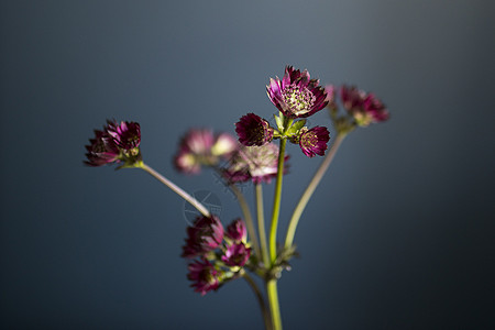 粉红色Astrantia和野生草药用透明花瓶在深蓝色背景上图片