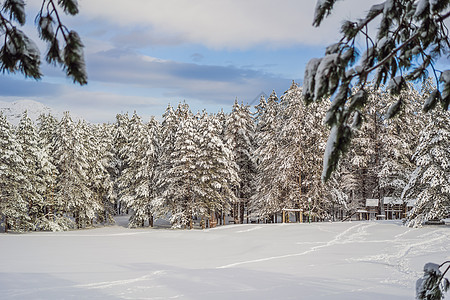 冬天的风景很美 梦幻般的寒冷的早晨在森林里 阳光下白雪皑皑的松树 梦幻般的山地高地 惊人的冬天背景 美妙的圣诞场景图片