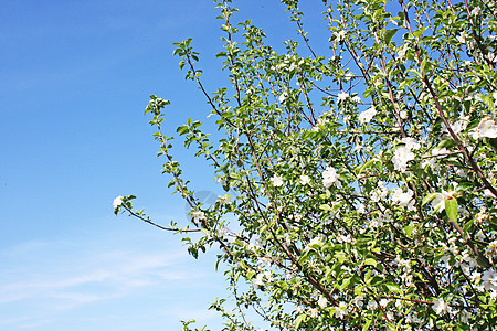 春天开花树的美丽的枝子脆弱性植物群草地植物学晴天太阳背景花瓣枝条植物图片