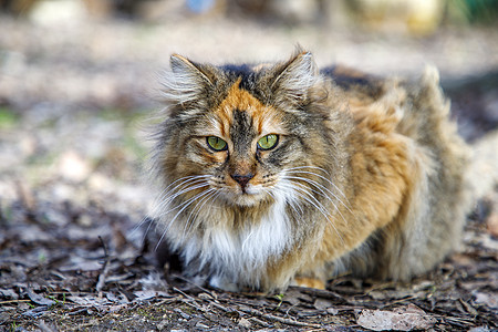 色彩多彩的飞毛猫肖像 水平视图图片