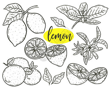 设置柠檬 鲜花和叶状树枝草图矢量插图图片