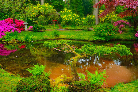 日式花园 荷兰海牙Clingendael公园公园风景地标反射活力池塘旅行庭园花坛植物图片