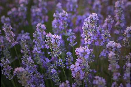 美丽的花朵草丛 浓紫色的衣橱紧贴图片