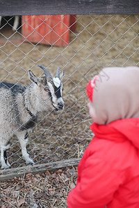 在农场上看山羊的小女孩 农业旅游概念 动物园里的孩子和动物图片