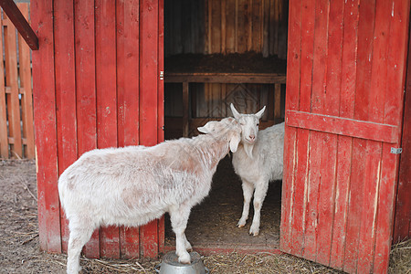 农场上的山羊 农牧业 家畜宠物农村牧场哺乳动物农民野生动物牛奶动物农家院乡村图片