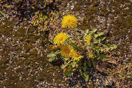 鲜花在混凝土上生长斗争生活挣扎环境力量地面叶子路面植物裂缝图片