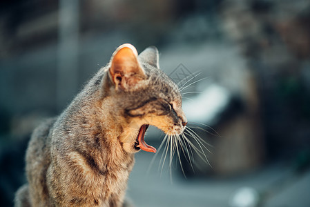 探索世界  组织动物好奇心友谊哺乳动物小猫宠物爪子生活乐趣朋友图片