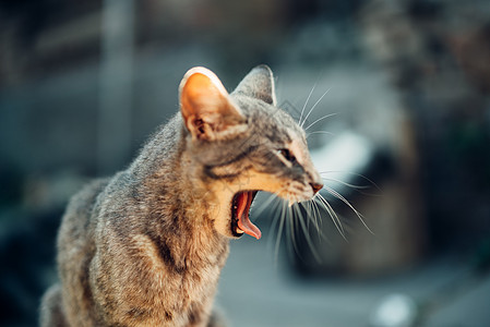 探索世界  组织眼睛猫科动物虎斑友谊毛皮小猫乐趣猫咪家庭短发图片