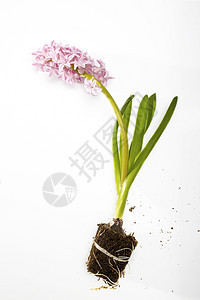 Hyacynth植物灯泡和白底根季节植物学绿色花瓣粉色白色园艺花盆叶子花园图片