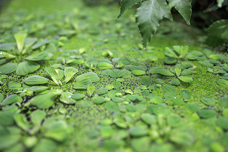 Pistia是Araceae家族水生植物的基因组 是Pistieae部落中唯一反映其与家庭系统隔离的基因组图片