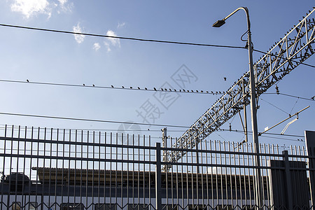 在火车站附近的铁丝网和加固的混凝土结构上坐着荒野移民航班羽毛动物八哥野生动物鸟群团体林鸽图片
