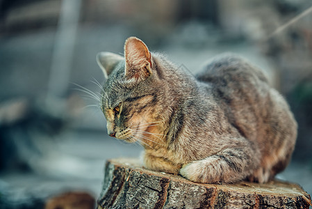 探索世界  组织宠物短发友谊猫咪哺乳动物猫科动物小猫虎斑乐趣朋友图片