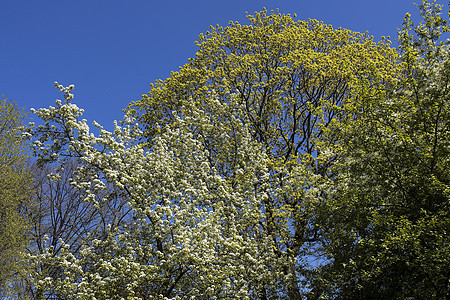一棵巨大的花朵鸟樱桃树 与春天的蓝天对立图片