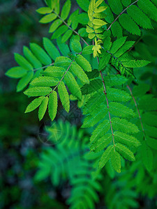抽象的绿色叶质素 以明亮的语调 自然的绿色背景植物群热带墙纸情调哲学花园生长季节叶子绿色植物图片