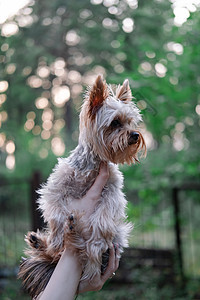 纯种狗 棕色狗狗狗猎犬皮毛动物宠物哺乳动物犬类家畜小狗哈巴狗毛皮图片