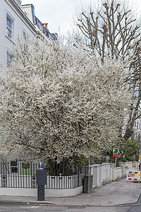 樱花花在英国花园里图片