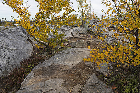 沼泽地或湖里有巨石状的石头 死树在俄罗斯卡雷利利亚Vottovaara山自然保护区图片