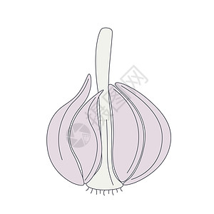大蒜头隔离矢量插图图片