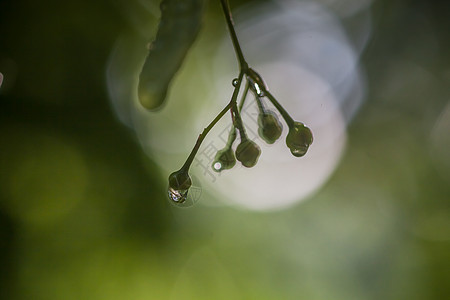 雨后绿色休假 有选择性地专注露珠宏观雨滴植物群花朵叶子花园环境草本植物生活图片