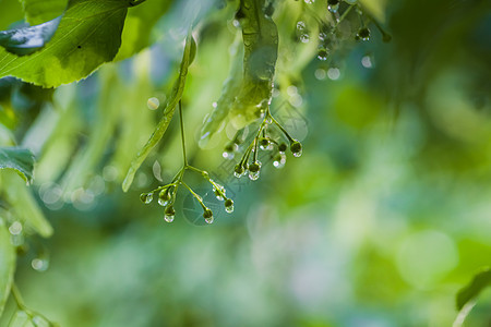 雨后绿色休假 有选择性地专注生活露珠环境花园宏观草本植物雨滴植物群花朵叶子图片