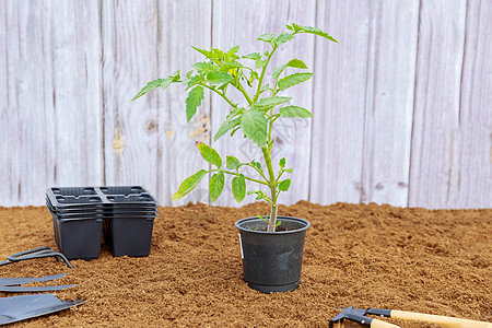 塑料杯中的番茄幼苗 园具和新盒式带子 放在木制的泥地上背景图片