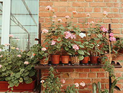 花盆中的红玫瑰和粉红玫瑰 在有藤树枝的水阳台上的花盆里图片