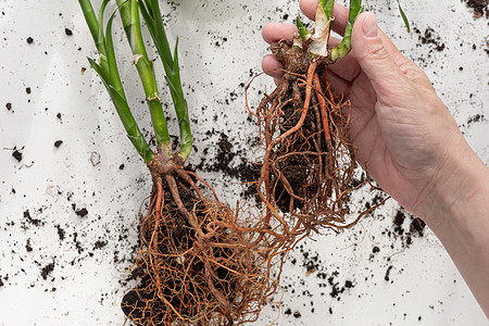 根在白色背景上手握灌封植物栽培手臂根茎园艺土壤报告生长乘法图片