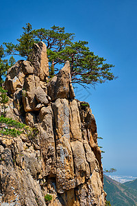 南朝鲜Seoraksan国家公园松树和岩石悬崖图片